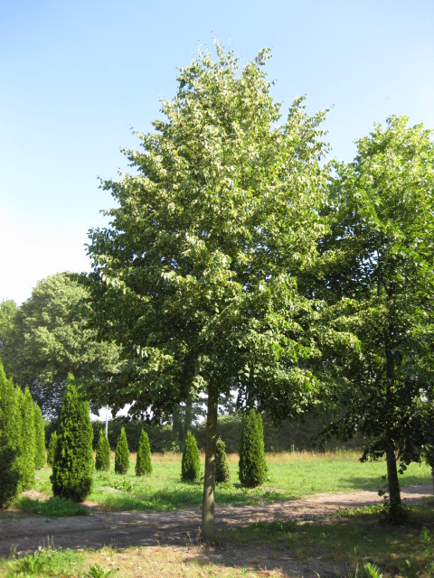 Großkronige Laubbäume